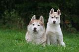 SIBERIAN HUSKY 1022